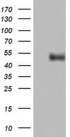 CD4 Antibody (clone OTI2D1, Carrier-free)