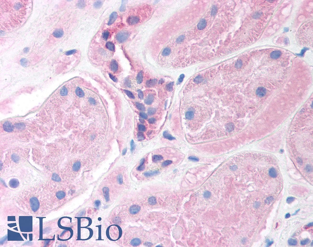 FOXI1 Antibody (aa221-270)