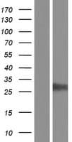 SOX15 Protein (Over-Expression Lysate Myc-DDK (Flag))