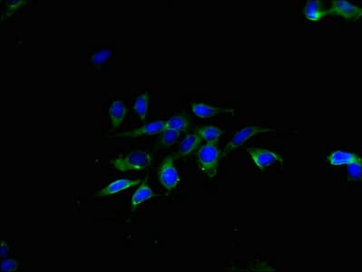 TMEM40 Antibody
