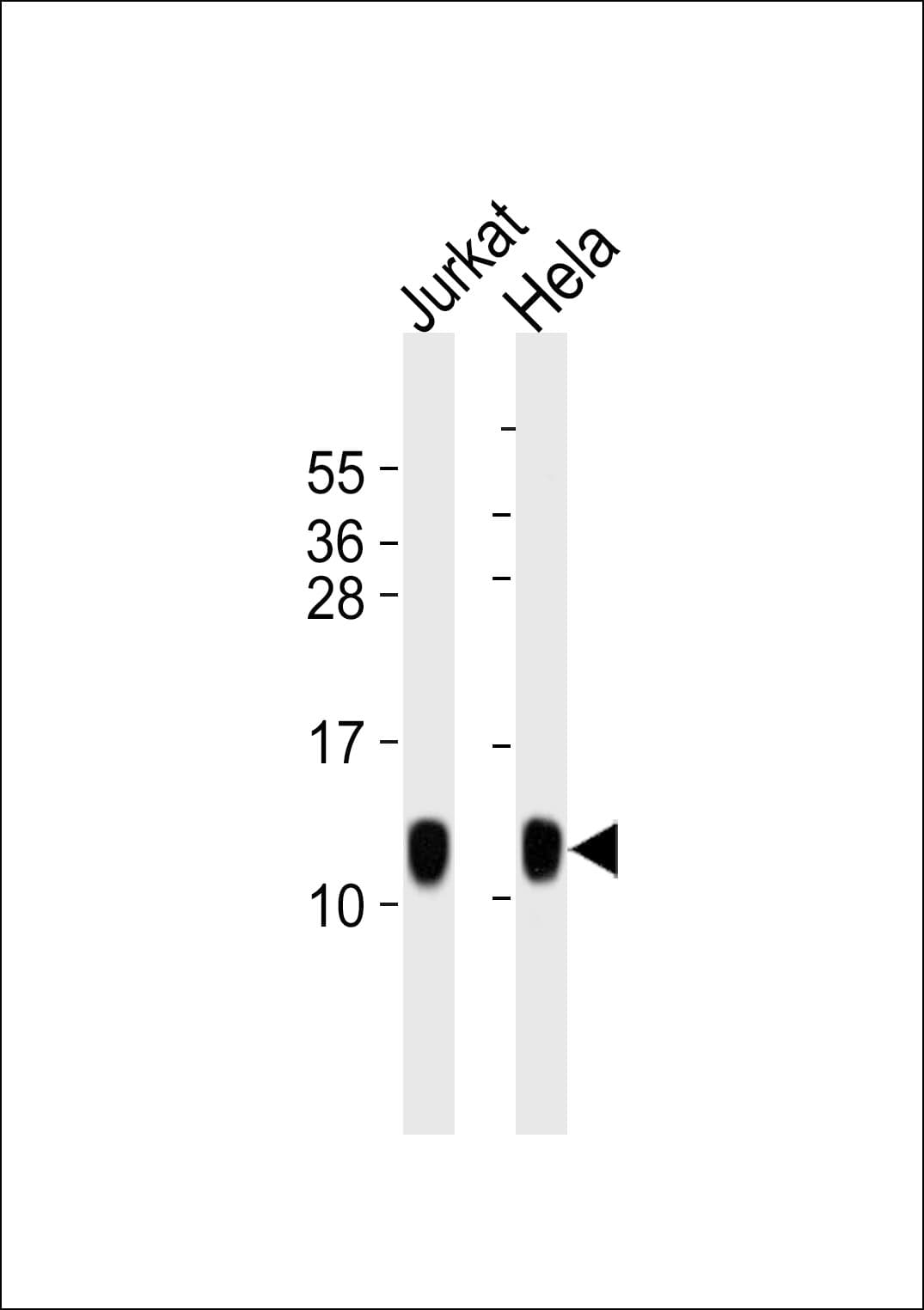 HSPE1 / HSP10 / Chaperonin 10 Antibody