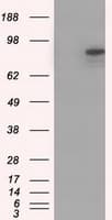 Monoclonal Mouse anti-Human CDH13 / Cadherin 13 Antibody (clone OTI3H6, IF, WB)