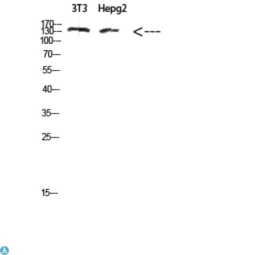 COL17A1 / Collagen XVII Antibody