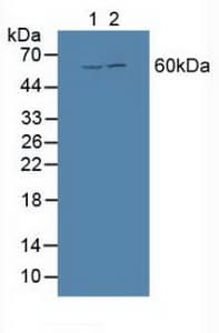 BMP3 Antibody (aa312-467, Cy3)