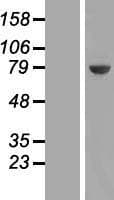 UCKL1 Protein (Over-Expression Lysate Myc-DDK (Flag))