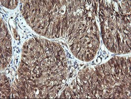 CDC123 Antibody (clone OTI3E8)