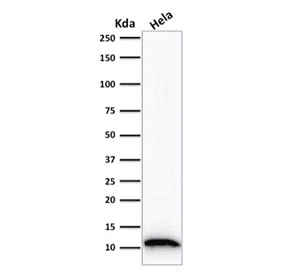 Monoclonal Mouse anti-Human S100A4 / FSP1 Antibody (clone S100A4/1481, Azide-free,BSA-free, IHC, IF, WB)