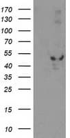 EIF2B3 Antibody (clone OTI1D6, Carrier-free)