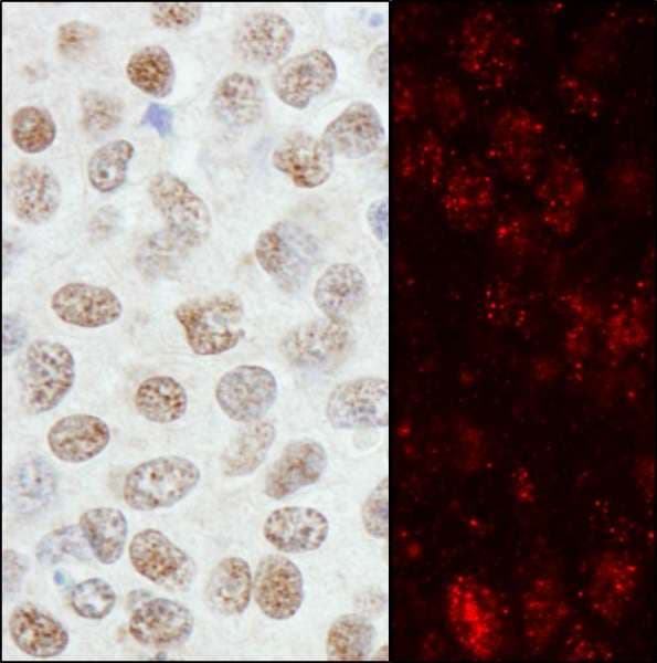 ZNF295 Antibody (aa875-925)