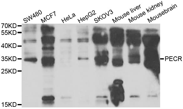 PECR Antibody
