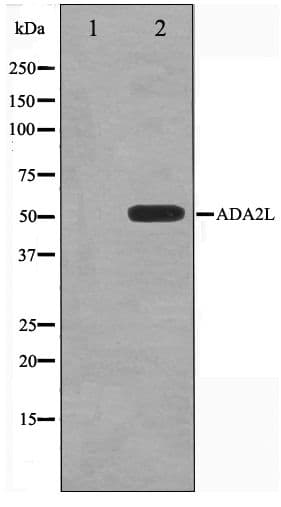 TADA2L / ADA2A Antibody