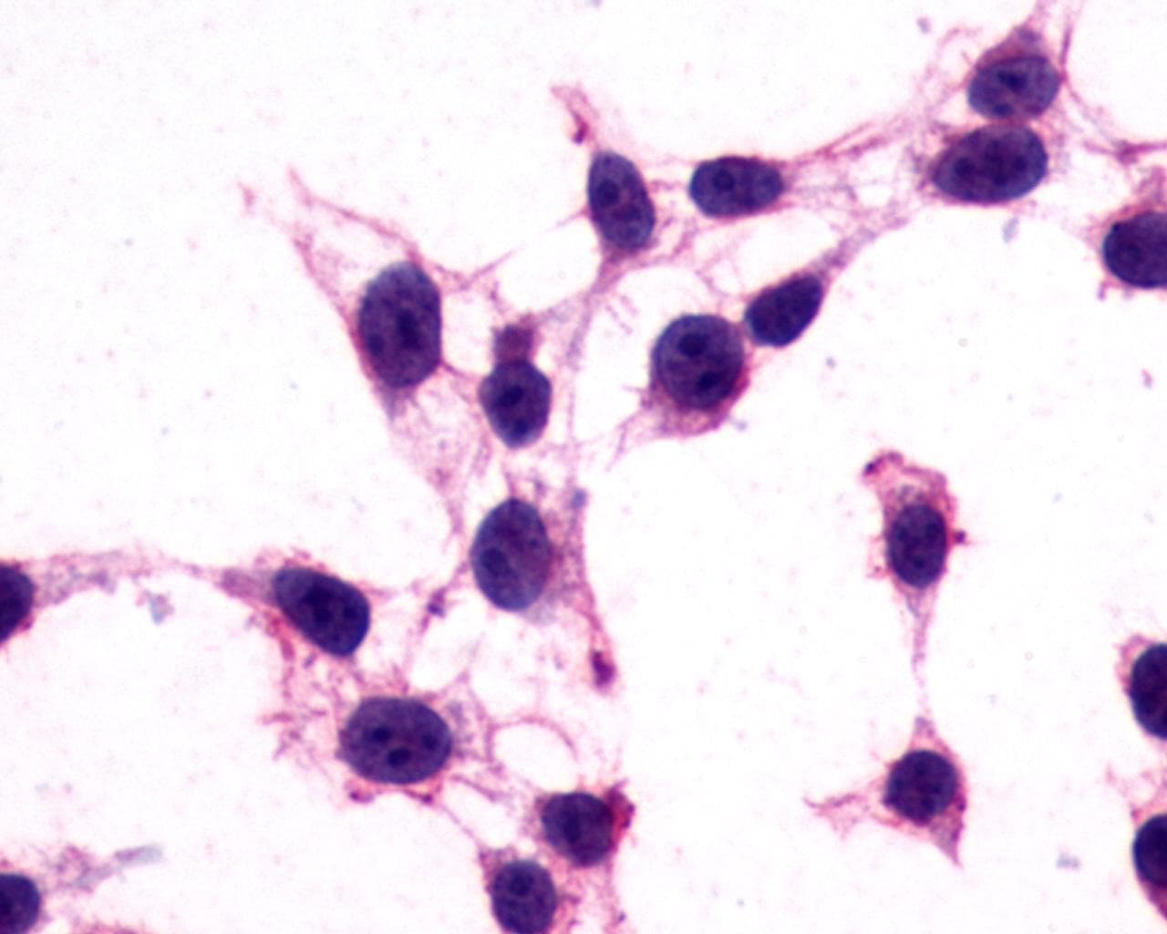 PathPlus™ Polyclonal Rabbit anti-Human GPR182 / ADMR Antibody (N-Terminus, IHC, WB)