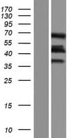 MURC Protein (Over-Expression Lysate Myc-DDK (Flag))
