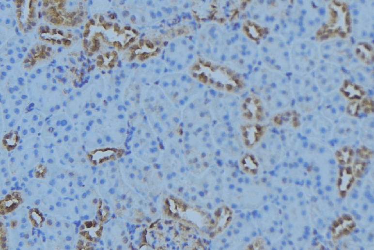 ATP5G1 / ATP5G Antibody
