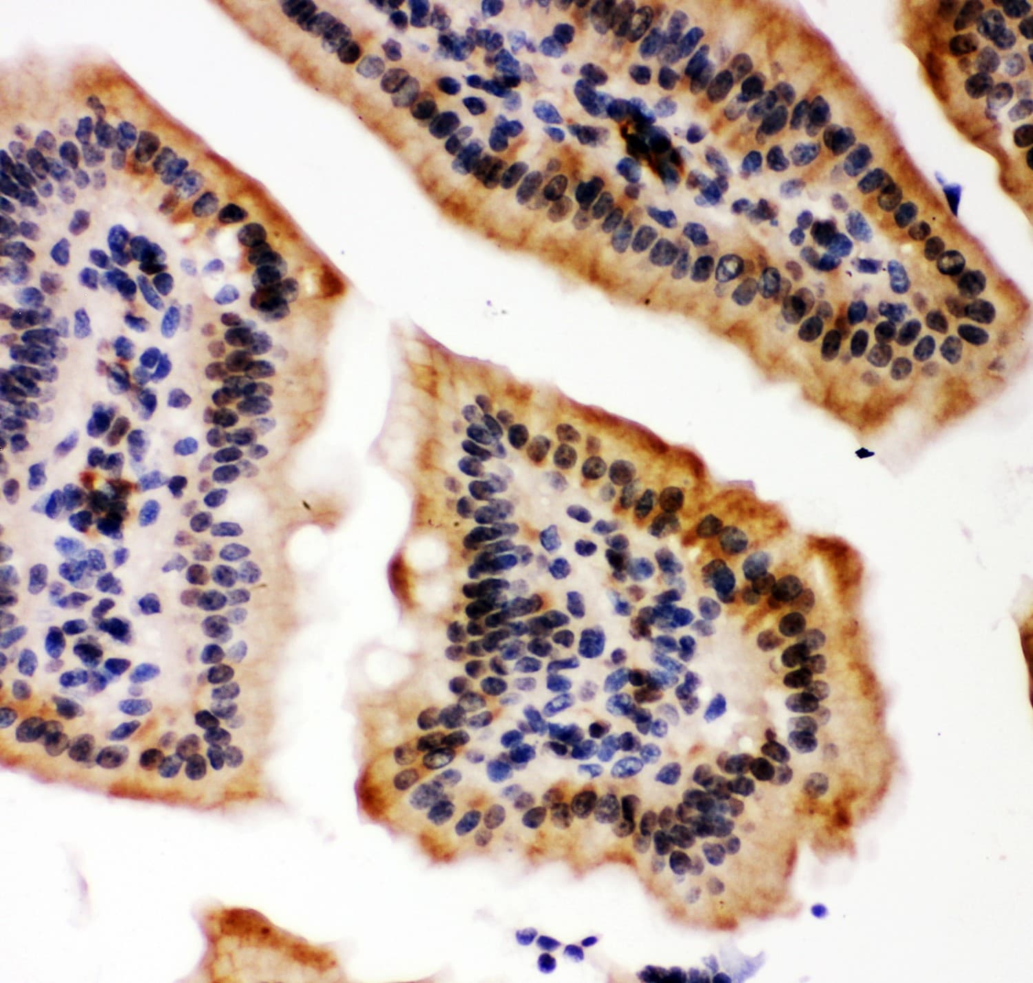 EP300 / p300 Antibody (aa2065-2414)