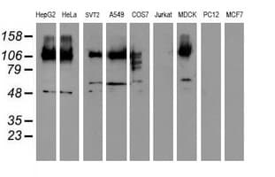 Monoclonal Mouse anti-Human CDCP1 Antibody (clone 5B3, WB)