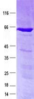Human ABHD17A / FAM108A1 Protein (Recombinant GST, N-terminus + His, C-terminus)