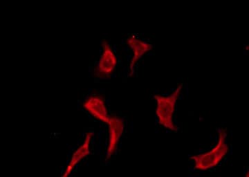 OR13F1 Antibody