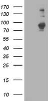 PDE4B Antibody (clone OTI3B12)