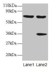 IHC-plus™ SYNCRIP / HnRNP Q Antibody