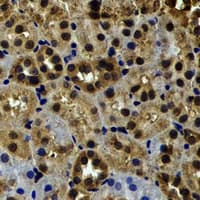MYO1C Antibody