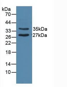 UNG / Uracil DNA Glycosylase Antibody (aa1-313, APC, Cy7)
