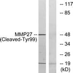 MMP27 Antibody (aa80-129)