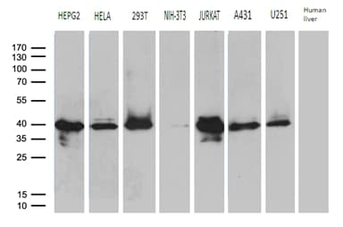 SUGT1 / SGT1 Antibody (clone OTI10G2)