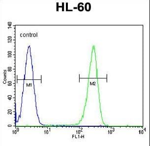 OR2W3 Antibody (aa286-314)