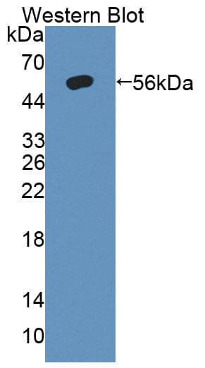 MMP3 Antibody