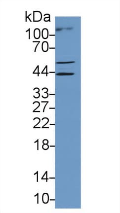MYCL / L-Myc Antibody (aa257-394, APC)
