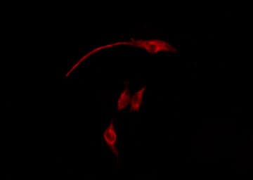 MAP1LC3A / LC3A Antibody