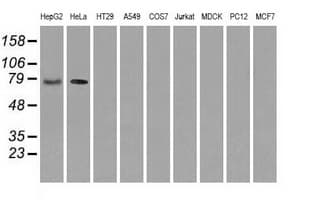 RIP1 / RALBP1 Antibody (clone OTI6G10)