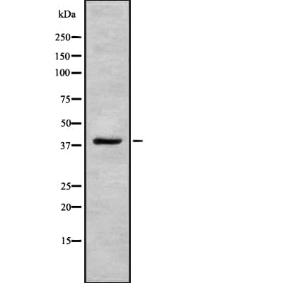 RFC3 Antibody