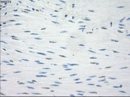 LTA4H / LTA4 Antibody (clone OTI2A9)