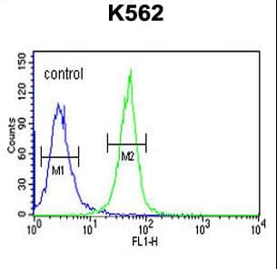 Polyclonal Rabbit anti-Human KRTAP1-1 Antibody (aa88-117, IHC, WB)