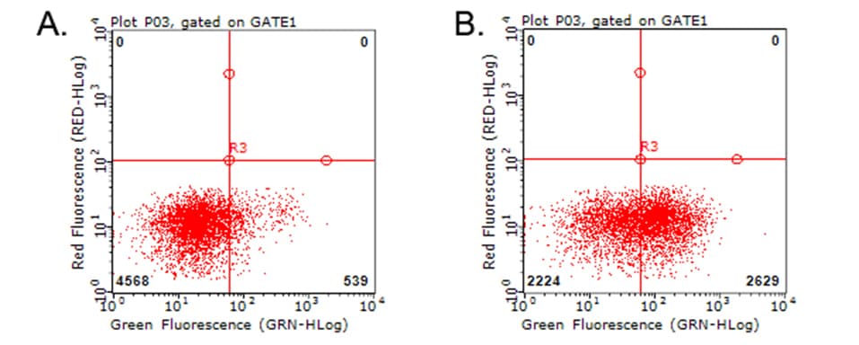 HAVCR2 / TIM-3 Antibody (clone OTI4B2)
