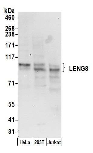 LENG8 Antibody (aa200-250)