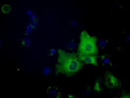 SNX9 / WISP Antibody (clone OTI2G4)
