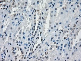 AURKC / Aurora C Antibody (clone OTI10A7)