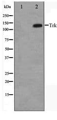 NTRK2 / TRKB Antibody