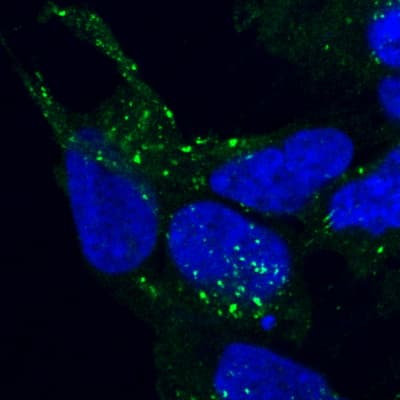 PathPlus™ VPS35 Antibody (aa783-796)