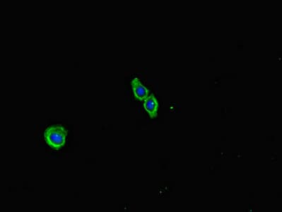 ECEL1 Antibody