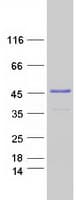 Human MBNL2 Protein (Recombinant Myc-DDK (Flag))