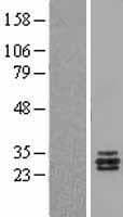 Human TNFSF13 / APRIL Protein (Over-Expression Lysate Myc-DDK (Flag))