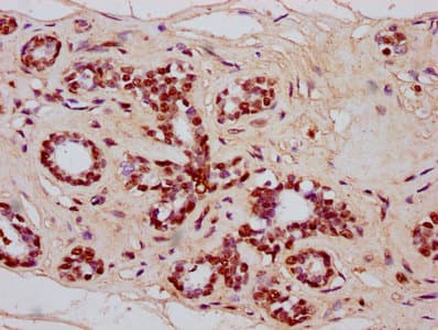 HIST1H4I Antibody