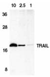 Polyclonal Rabbit anti-Human TNFSF10 / TRAIL Antibody (IHC, WB)