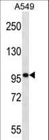 Polyclonal Rabbit anti-Human SYNPO / Synaptopodin Antibody (aa654-683, WB)