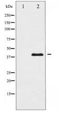 Polyclonal Rabbit anti-Human MAP2K1 / MKK1 / MEK1 Antibody (IHC, WB)