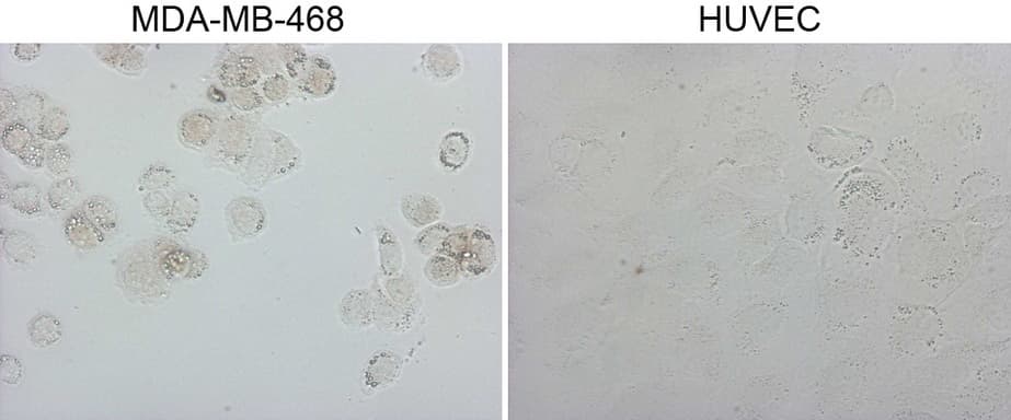 GATA3 Antibody (aa155-443, clone OTI4D5, Carrier-free)